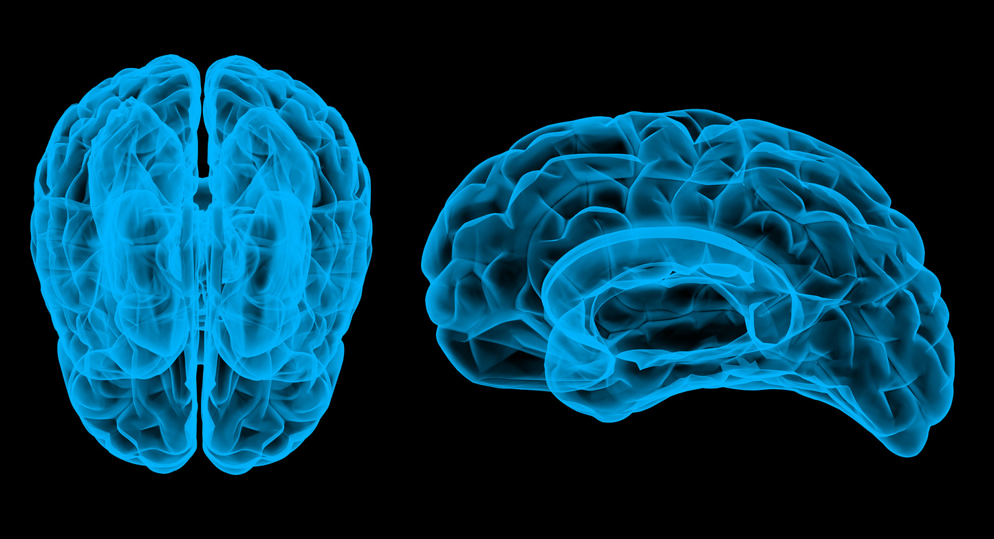 3D rendering of brain